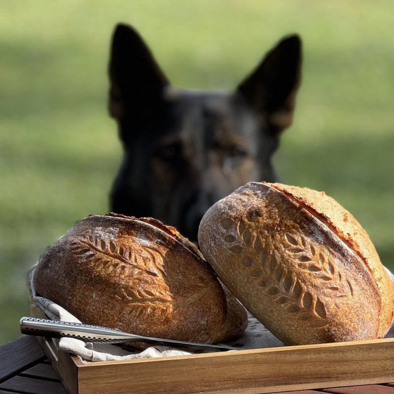 Potato Sourdough Bread and Bodyguard